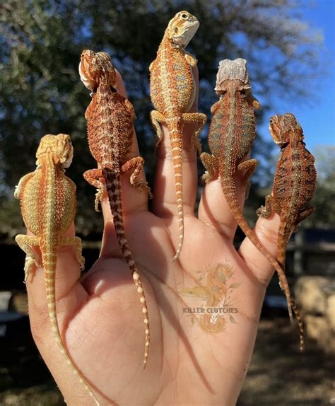 Bearded Dragon Morphs