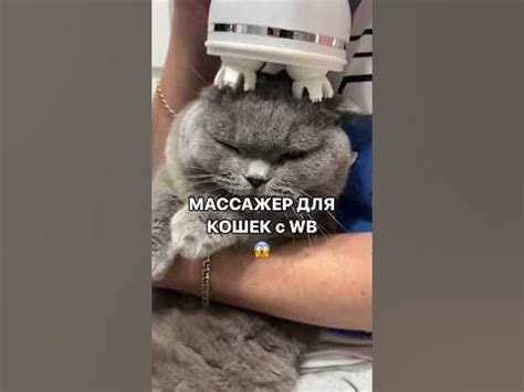 Это точно для кошек?😂😂😂 #вайлдберриз #распаковки #подарок #длядома # ...
