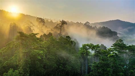 Tropical Rainforest Stunning View Of Borneo Rainforest With Sunrise