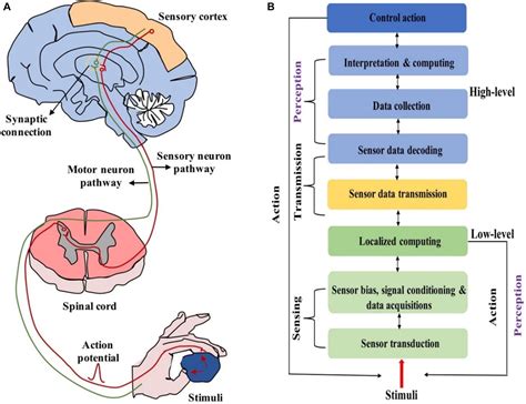 Frontiers Neuromorphic Devices For Bionic Sensing And Perception