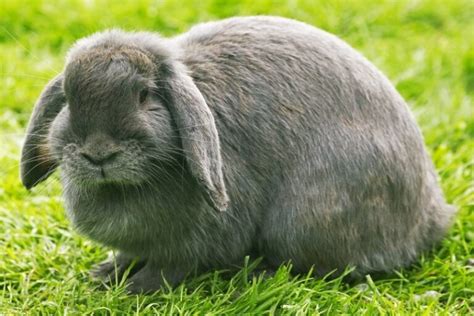 23 Black Rabbit Breeds (With Info & Pictures) | Hepper