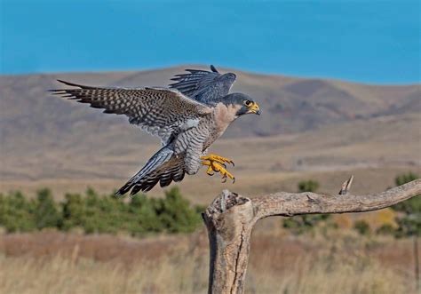 Birdwatching Walks In Bowland Northern Life