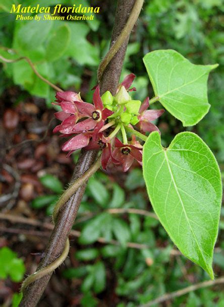 Matelea Floridana Photos Isb Atlas Of Florida Plants Isb Atlas