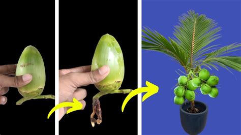 Unique Skill How To Grow Coconut Tree From Coconut Leaves How To Make