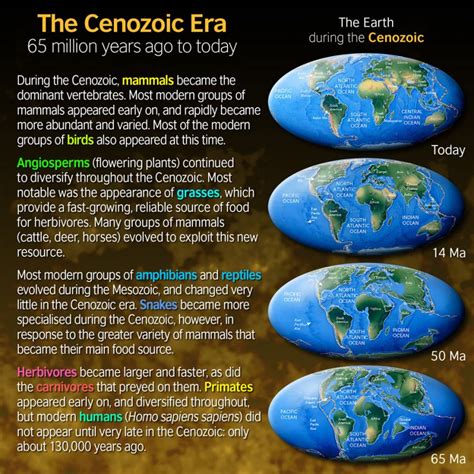 The Cenozoic Era 65 Million Years Ago To The Present Paleontology World