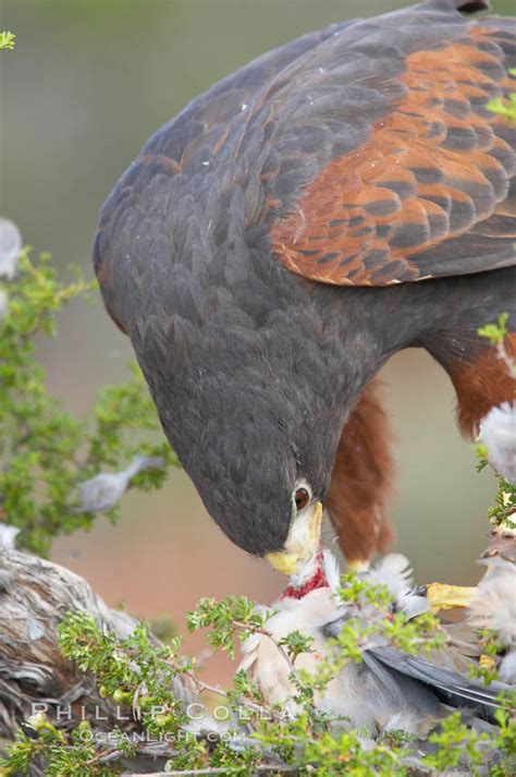 Harris Hawk Devours A Dove Parabuteo Unicinctus