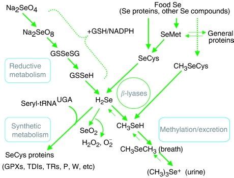 Intermediary Metabolism Of Selenium Abbreviations Of Selenoamino