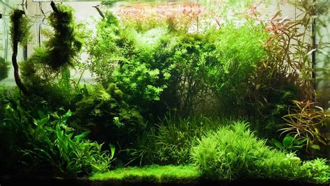 planted aquarium ideas