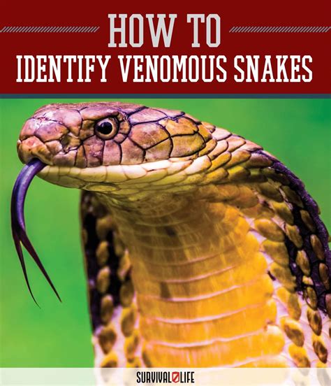 Survival Skills | Guide to Venomous Snakes – Survival Life