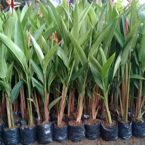 Tanaman Hias Heliconia Pisang Pisangan Bunga Merah Lazada Indonesia