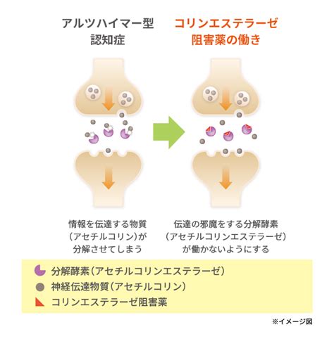 認知症の治療薬物療法 認知症 第一三共エスファ 一般利用者向けサイト