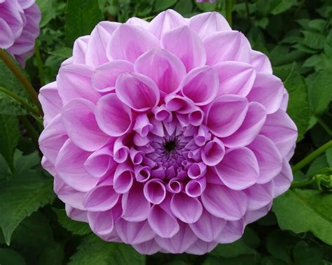 Dahlias, Closeup, Pink color, HD Wallpaper | Rare Gallery