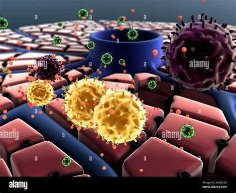 Virus ataca el hígado las células hepáticas enfermedad hepática la