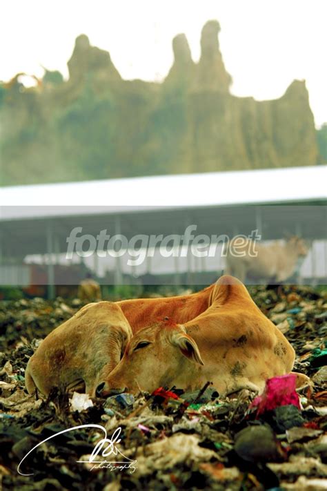 Fotografer Net Galeri Sapi Makan Sampah