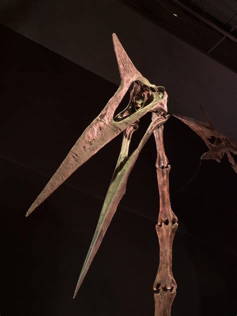 Quetzalcoatlus Skull With Second In Background Houston 2449 3265 Oc