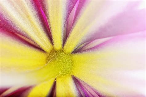 Colorful Clematis Photograph By Jan Brons Fine Art America