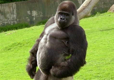 Most Muscular Animals