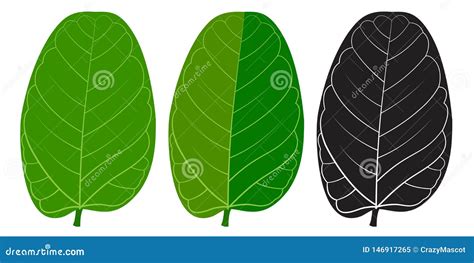 A Vector Green Leaf of Indian Banyan Tree. Stock Vector - Illustration ...