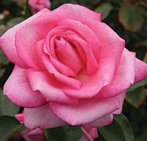 Rose Supply And Maintenance Specialist In Melbourne Area Roses For