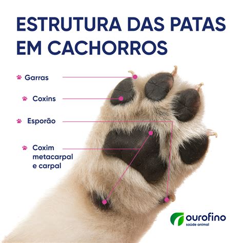 Como Cortar As Unhas De Cachorro Em Casa Ourofino Pet