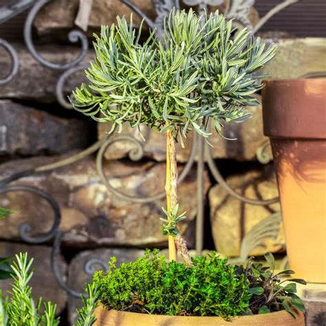 Eataliano Lavendel St Mmchen Cm Topf Mein Schrebergarten