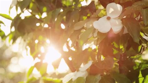 Half Beautiful Colossal Breasts Wife Who Repeats Creampie Sex With Her Brother In Law While Her