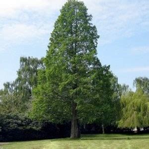 Dawn Redwood Seeds Dawn Redwood Tree Seeds Metasequoia Glyptostroboides ...