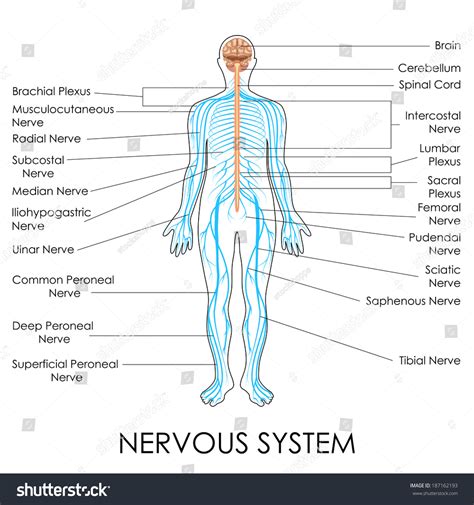 Vector Illustration Of Diagram Of Nervous System - 187162193 : Shutterstock