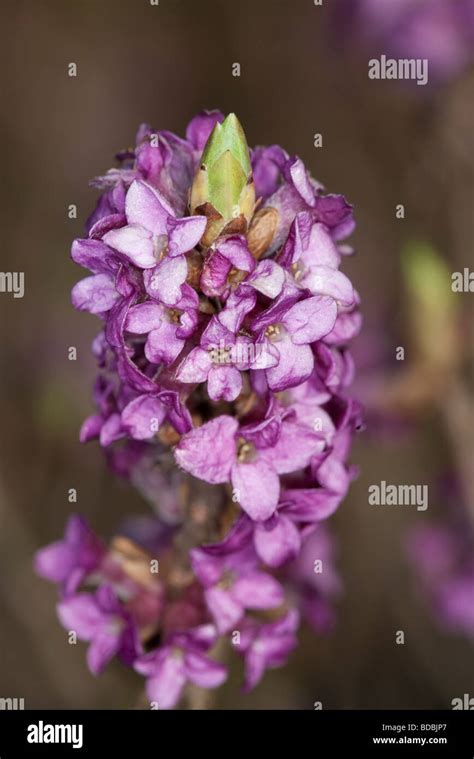 Mezereon Plant Flowers Daphne Mezereum Stock Photo Alamy