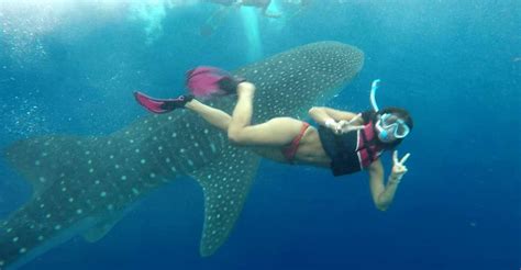 Riviera Maya Whale Shark Tour Getyourguide