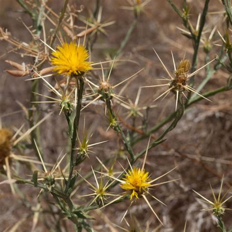 Yellow Star-thistle (Centaurea solstitialis) - Simmons Sports ...