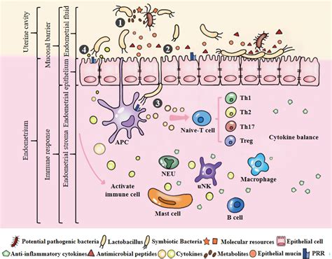 Frontiers “iron Triangle” Of Regulating The Uterine Microecology