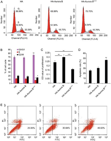 Sumoylation Exerts An Impacts On Cell Cycle Apoptosis And