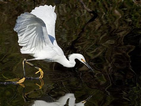 Snowy Egret In Flight Fishing Egretta Thula Nature Images