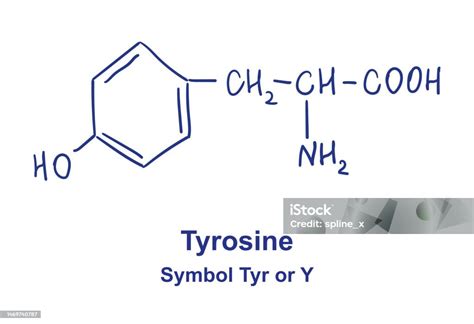 Tyrosine Chemical Structure Vector Illustration Hand Drawn Stock ...