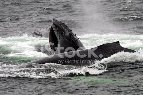 Feeding Humpback Whales Stock Photo | Royalty-Free | FreeImages