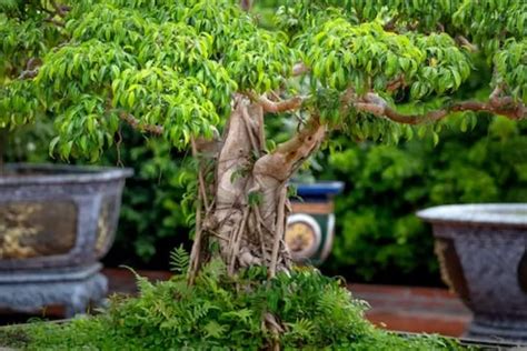 Tips Cara Merawat Bonsai Beringin Korea Berita Tokoh