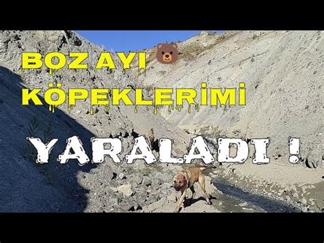 DEV BOZ AYI KÖPEKLERİMİ YAR LADI BOYKA VE KRALİÇE NİN DURUMU İYİ DEĞİL