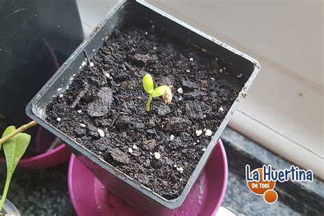 Cómo germinar semillas de manzana para sembrar o plantar La Huertina