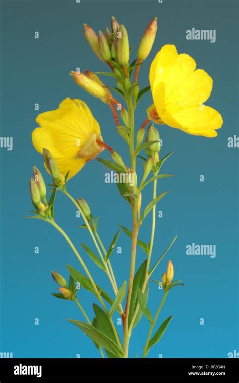 Common Evening Primrose Or Evening Star Oenothera Biennis Medicinal