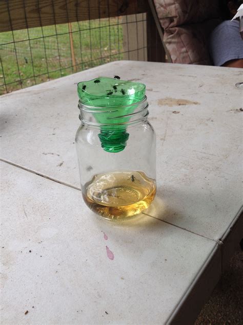 Diy Fly Trap Bottle Lawanda Ragsdale