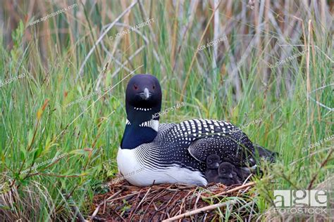 Common Loon Or Great Northern Loon Gavia Immer Adult And Chick At The