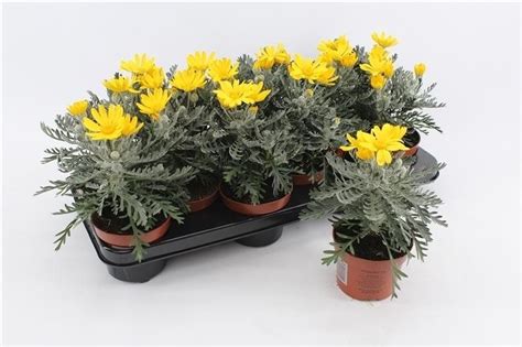 Euryops Pectinatus Silver Star — Plant Wholesale Floraccess