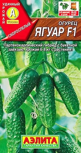 Огурец Ягуар: описание и характеристики сорта, правила посадки и ...