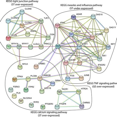 Protein Association Network Visualization In String Degs Of St And Ge