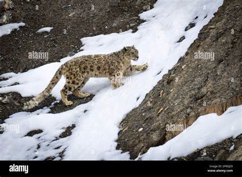 Wild Snow Leopard in Himalayas Stock Photo - Alamy