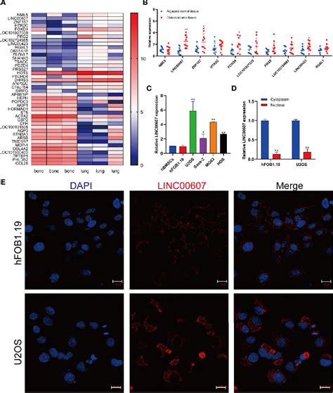 Figure 1 From Silencing Of Long Non Coding RNA LINC00607 Prevents Tumor