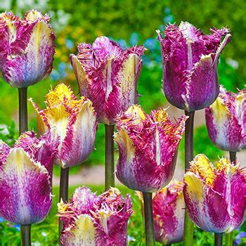 Colour Fusion Tulip Brecks Premium Bulbs