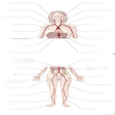 The Main Arteries Of The Human Body Anatomy Diagram Quizlet