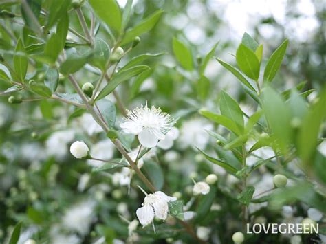 狭い庭におすすめ！ 大きくならない庭木一覧 Lovegreenラブグリーン